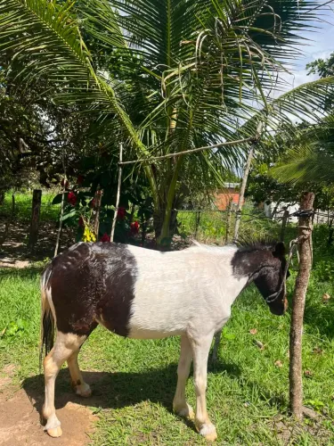 Raça pônei