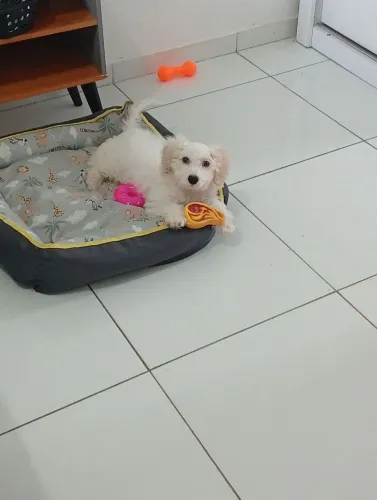 Vendo poodle de 2 meses 