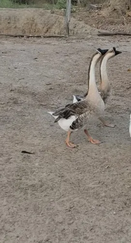 Ganso sinaleiro asiático pardo macho
