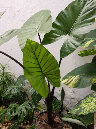 Vendo alocasia do talo roxo adulta .