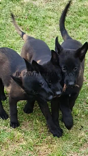 Pastor Belga de Malinois