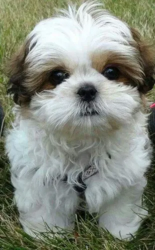Shih Tzu com Pelagem Linda