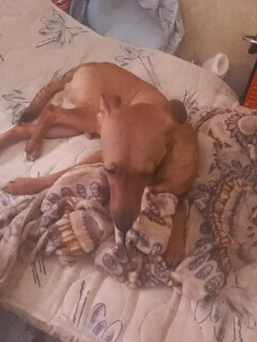 Doação de cachorro porte médio 