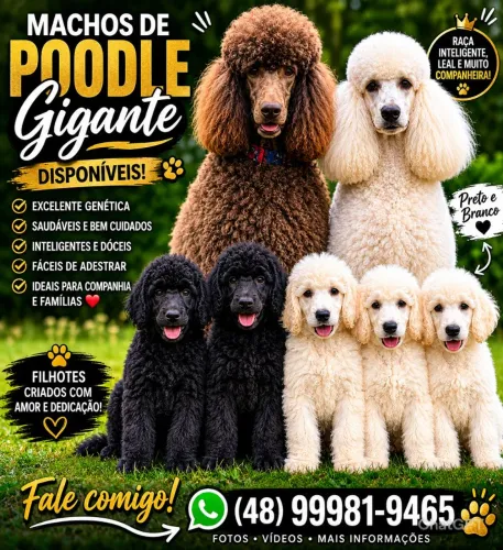 Poodle