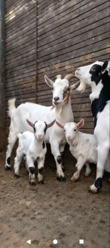 Mini cabra parida 2 macho no pé