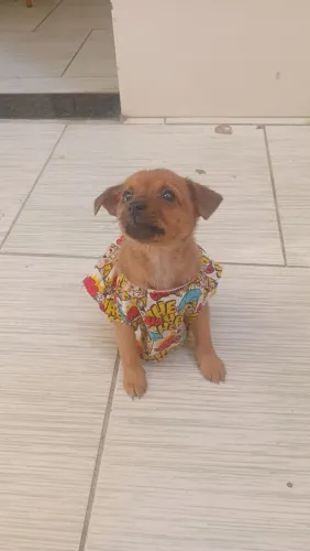 Filho de phischer
