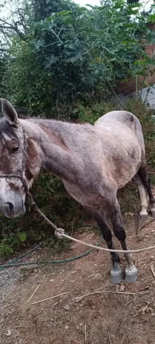 Vendo cavalo