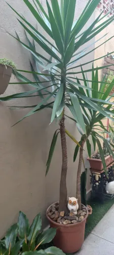 Plantas Iucas em ótimo estado