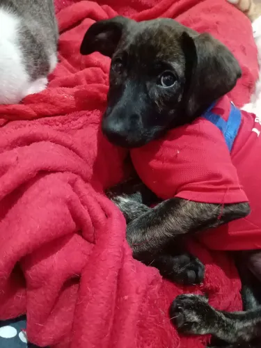 Matilda para adoção