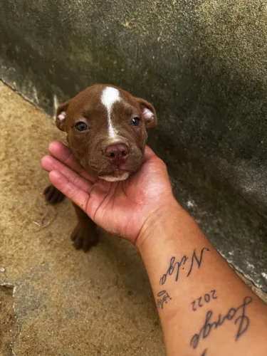 Vendo Pitt monster