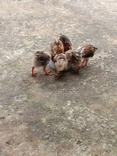 Vendas de pintinhos GSB.