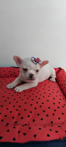 Buldogue francês fêmea pronta entrega 