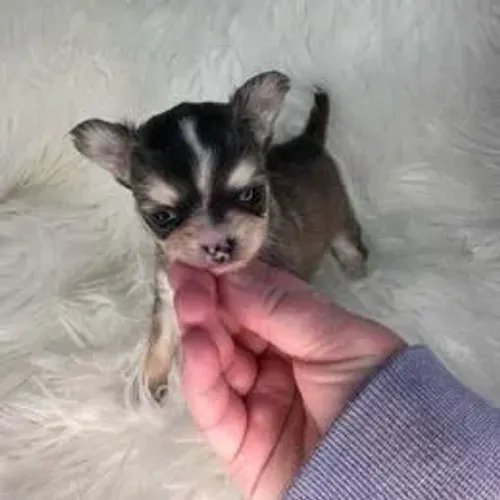 Chihuahua,Chihuahua Filhote Pronto Para Novo Lar