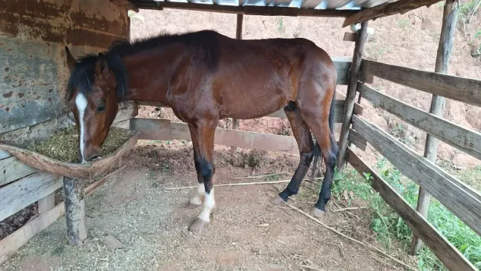 Vendo cavalo marcha picada, castrado, lindo.