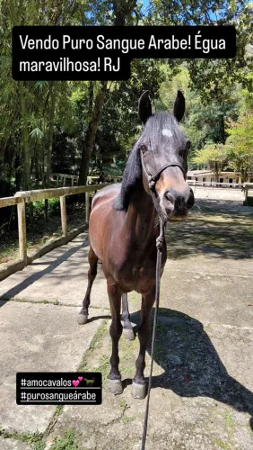 Cavalo puro sangue Arabe