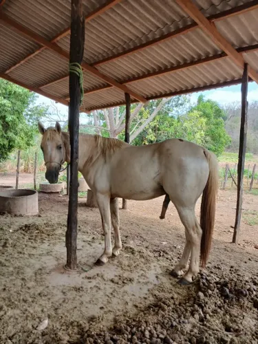 Cavalo Macho à Venda