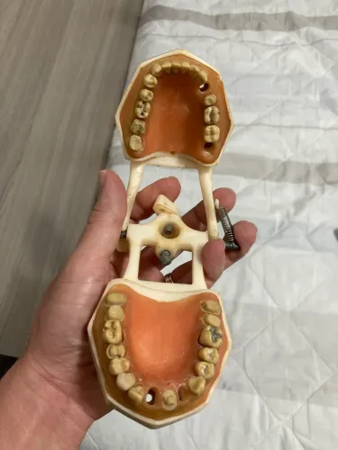 Manequim Modelo Odontologia Dentista