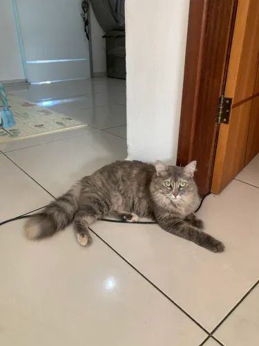 GATO FÊMEA CASTRADA PARA ADOÇÃO 