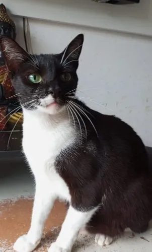 Lord, um gatinho pimpão