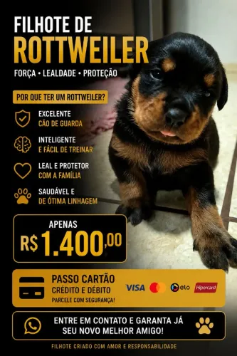 Linda fêmea de rottweiler 