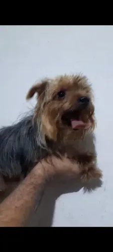 Vendo Yorkshire bem pequena com 9 meses por 1200,00 