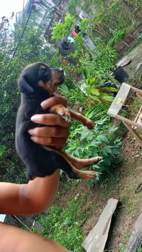 Filhote de pinscher 