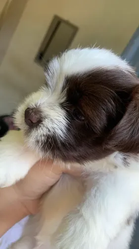 Vendo cachorro shitzu 
