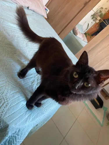 Gatinha castrada p/ adoção!
