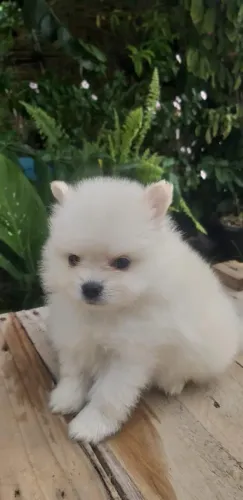 Lulu da Pomeranea anão