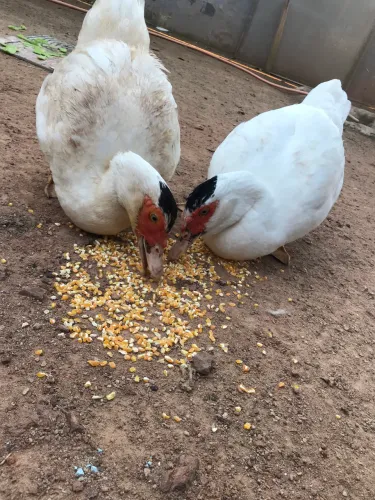 2 patas 