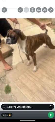  Cachorro Boxer