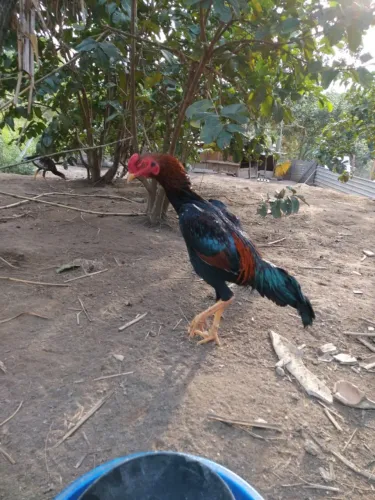 Frango Indio
