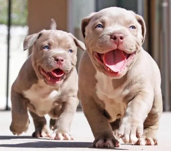 American Bully Machos e Femeas