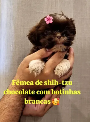 Shihtzu Fêmeas