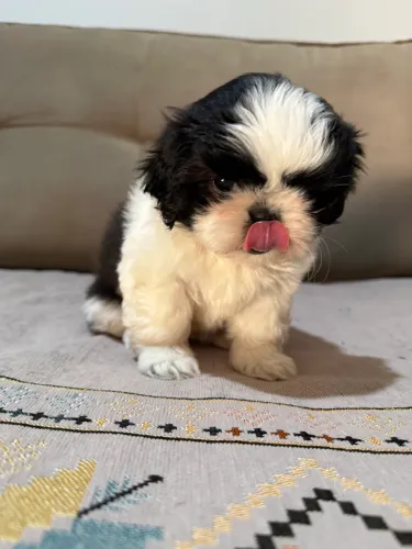 Shitzu fêmeas com pedigree