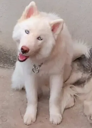 Husk Siberiano raro
