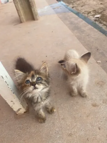 Gatinhos para doação 
