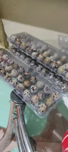 Ovos de codorna L&A