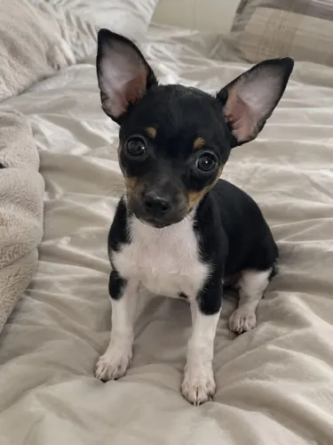 Pinscher minúscula no cio procura namorado
