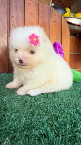 Spitz fêmea creme 