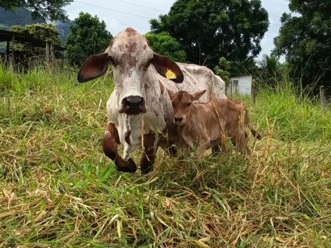 Mini vaca prenha e com bezerro