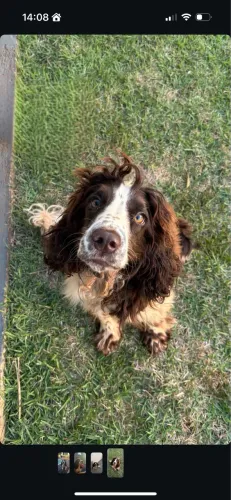 vendo cocker spaniel