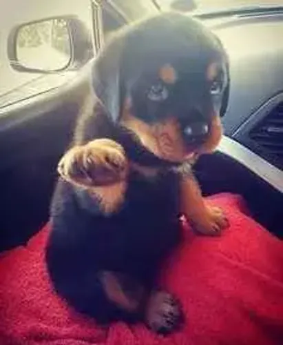 Filhote rottweiler, Filhotes que espalham amor por onde passam!
