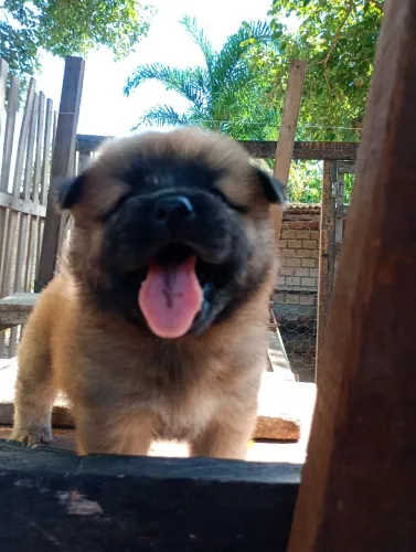 Fêmea Chow Chow