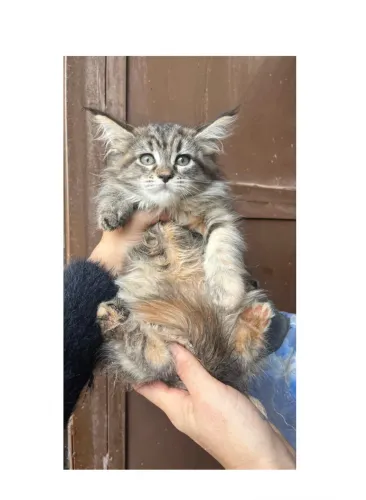 Maine Coon gato gigante brown - ler descrição/ puro / Pedigree 