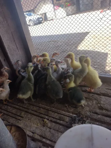 Vendo gansinho 