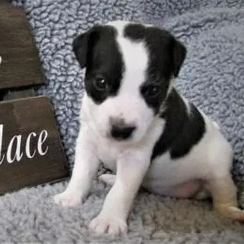 Jack Russell Terrier,Jack Russell Terrier Filhote Saudável Excelente Companhia