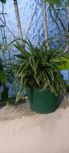 CLOROFITOS