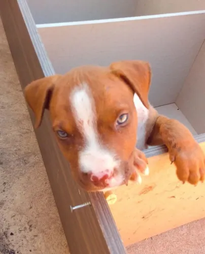 Vende um lindo Pitbull macho