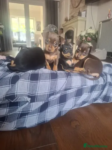 Filhotinhos Pinscher/ Pincher de linhagem selecionada e carinhoso
